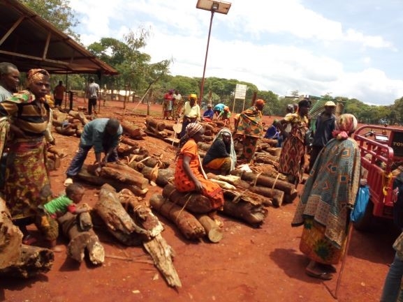 2.	Firewood arranged in bundles ready for distribution exercise to Persons with Specific Needs (PSN) at Mtendeli Camp