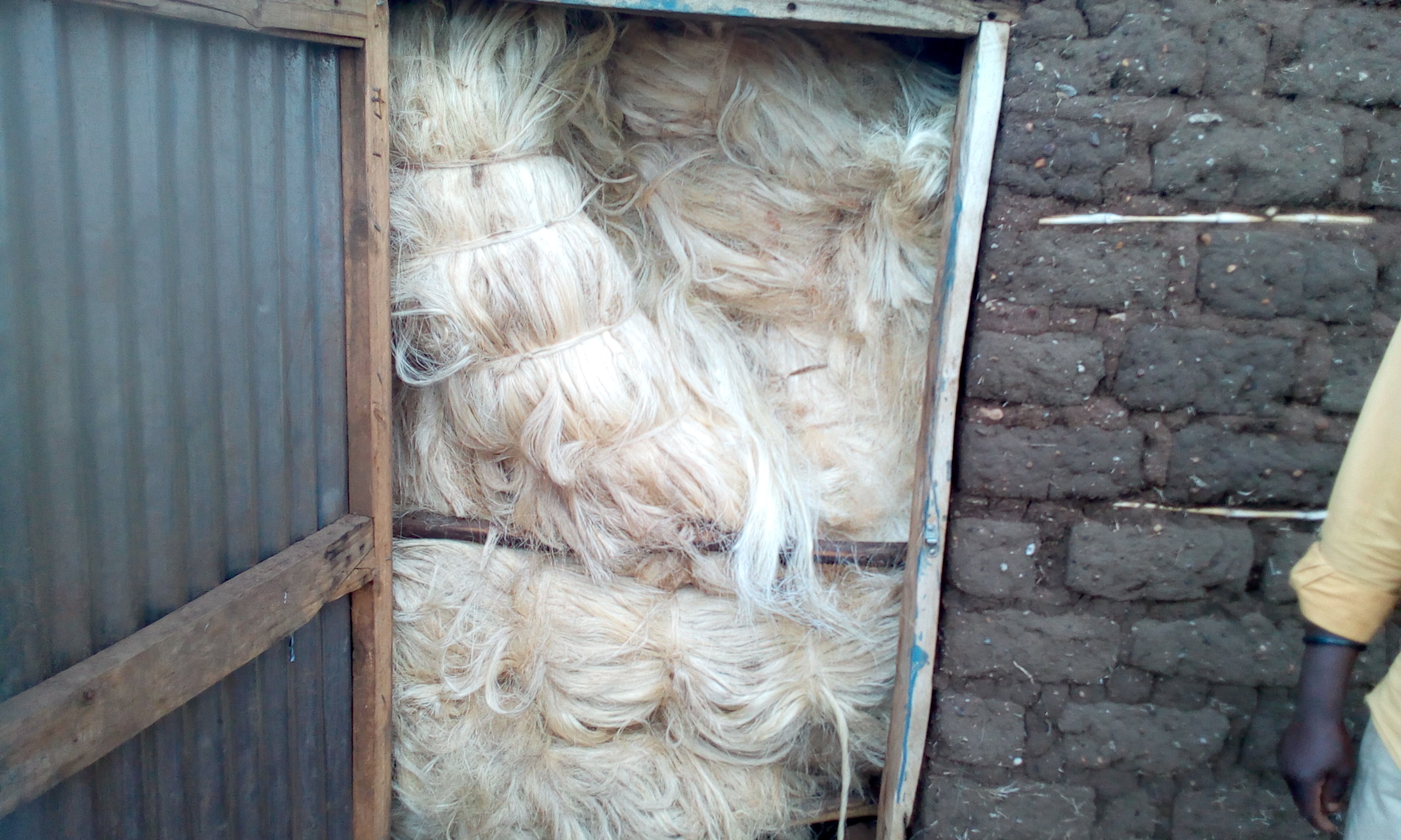 Sisal Storage after harversing and preprocesing. Project by OXFAM and REDESO at Kishapu
