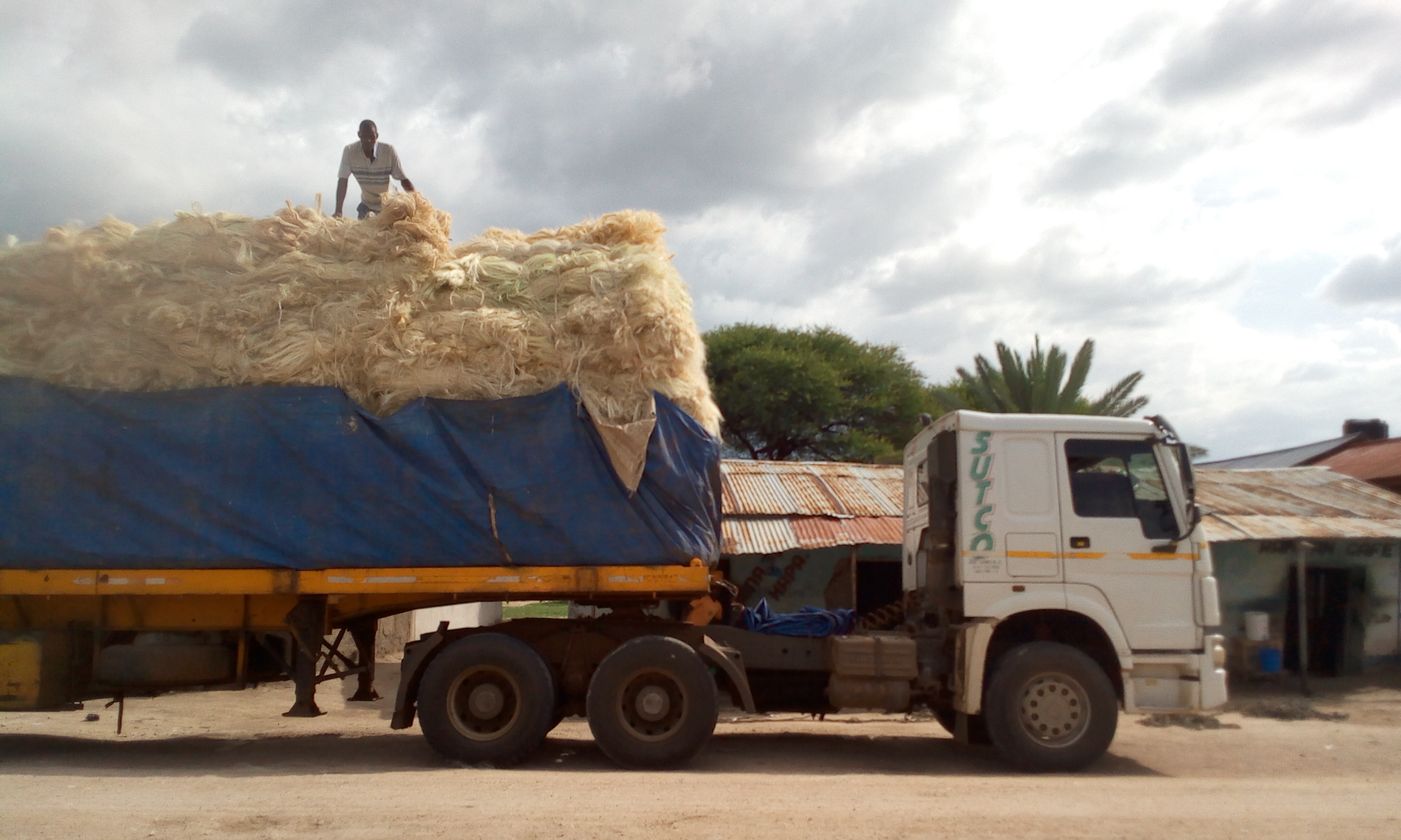 Loading preprocesed sisal ready for transportation to the market in Kishapu