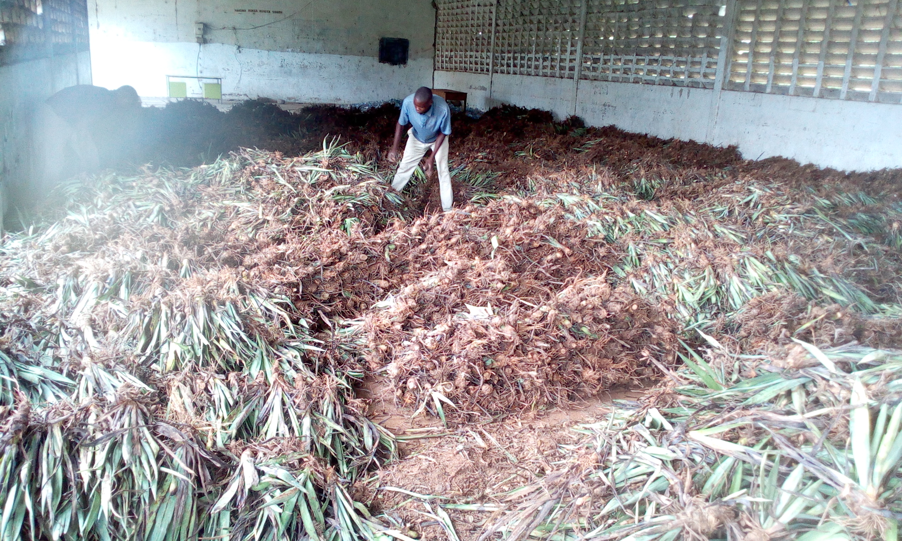 Sisal Preprocessing Point after harvesting sisal seedlings ready for planting in the farms.apu