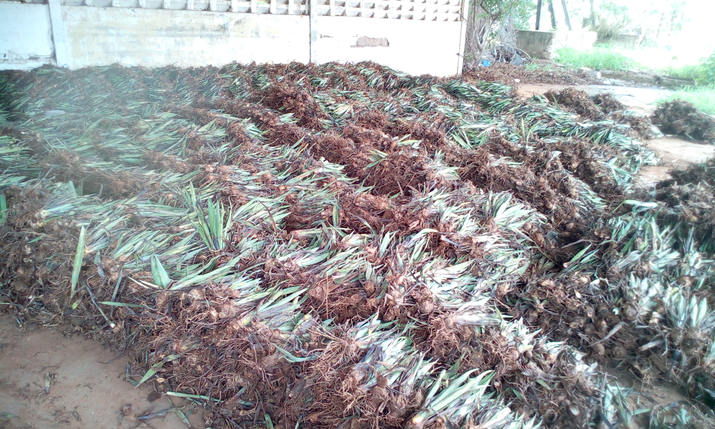 Sisal Preprocessing Point after harvesting sisal seedlings ready for planting in the farms in KishapuESO at Kishapu