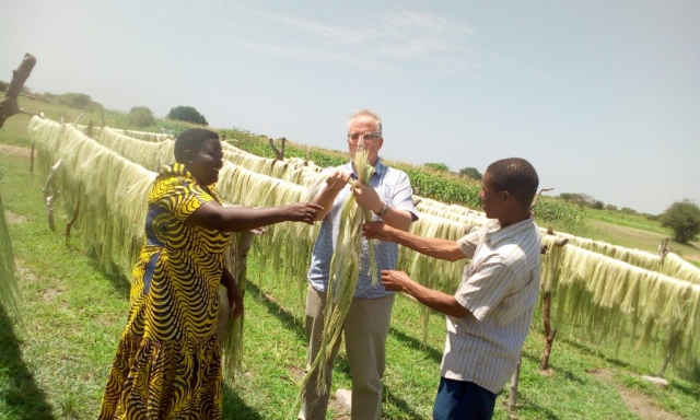 Sisal farmers showcasing to OXFAM guests how sisal fibers  are dried at Isoso Majengo village in Kishapu