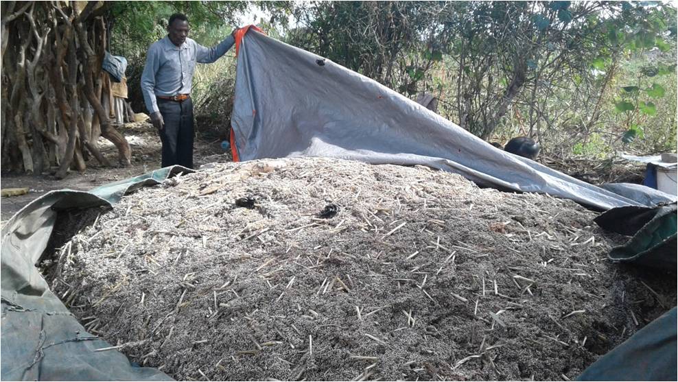 Mr Singu has harvested Sorghum the drought Tolerant crops at Inolelo,Kishapu District