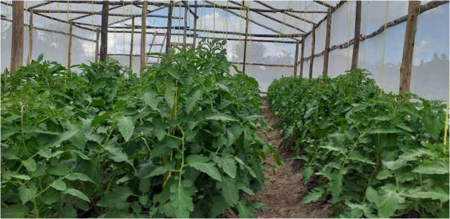 Growing of Tomatoes Gardening in a Green house