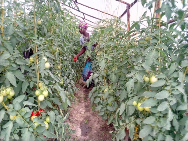 Harvesting of Tomatoes  in a Green house