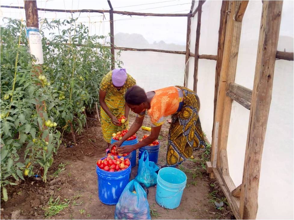 Weighing of harvested Tomatoes grown in a Green house
