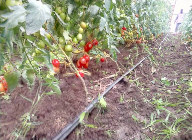 Efficient utilization of water Resource through drip irrigation- and Green house technology for climate change resilience.