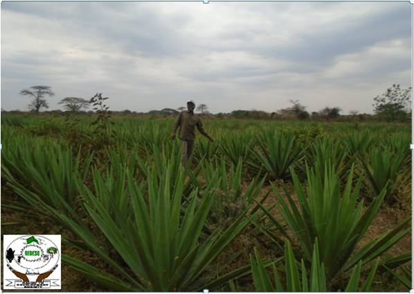 Mabula Mipawa in his Sisal farm at Mwabuma ward Meatu District