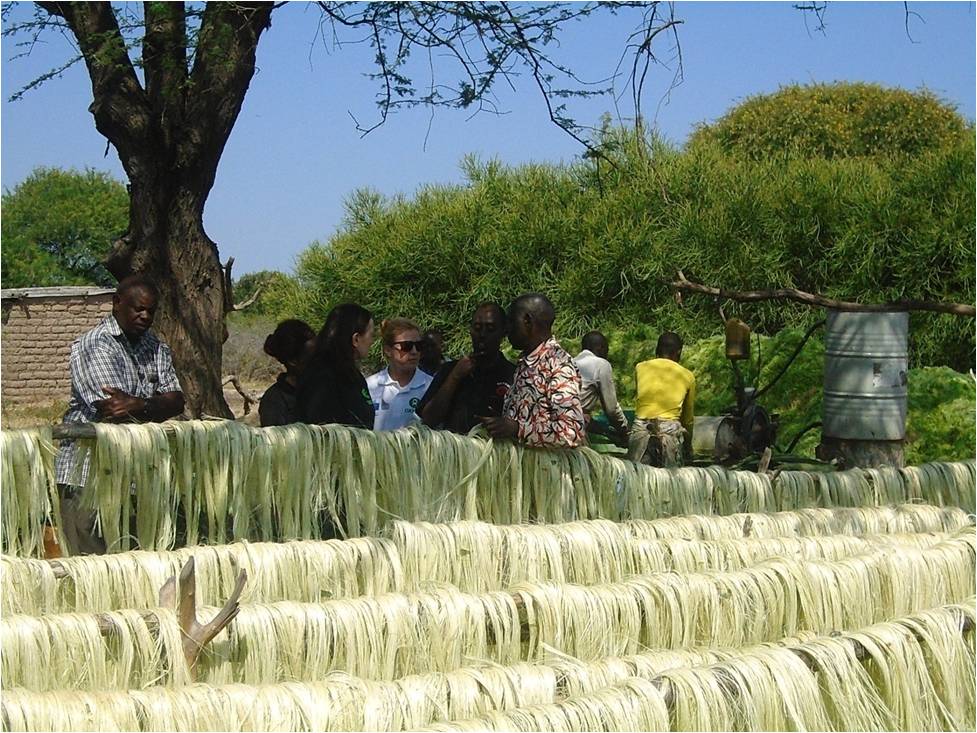 Harvested and primarily processed sisal fibers at Unyanyembe Village to Mr Charles Bida.