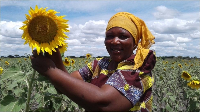 Kalangale women group(CBO) growing Sunflower supported by the project in Responding to Drought Hazard as one among of the highest threaten hazard in Kishapu District(Climate change adaptation) the seeds were supported by the project