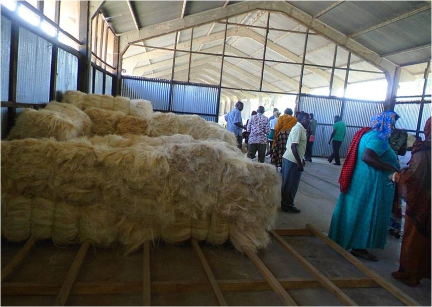 SHIWAMKI members and the visitors at SHIRECU Checking the sisal fibers belled and stored
