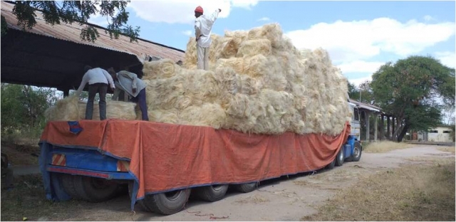 Parking, brushed and belled Sisal Fibers at SHIWAMKI association ready for Transporting to the Market.