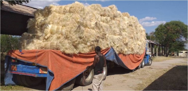 Parking, brushed and belled Sisal Fibers at SHIWAMKI association ready for Transporting to the Market.
