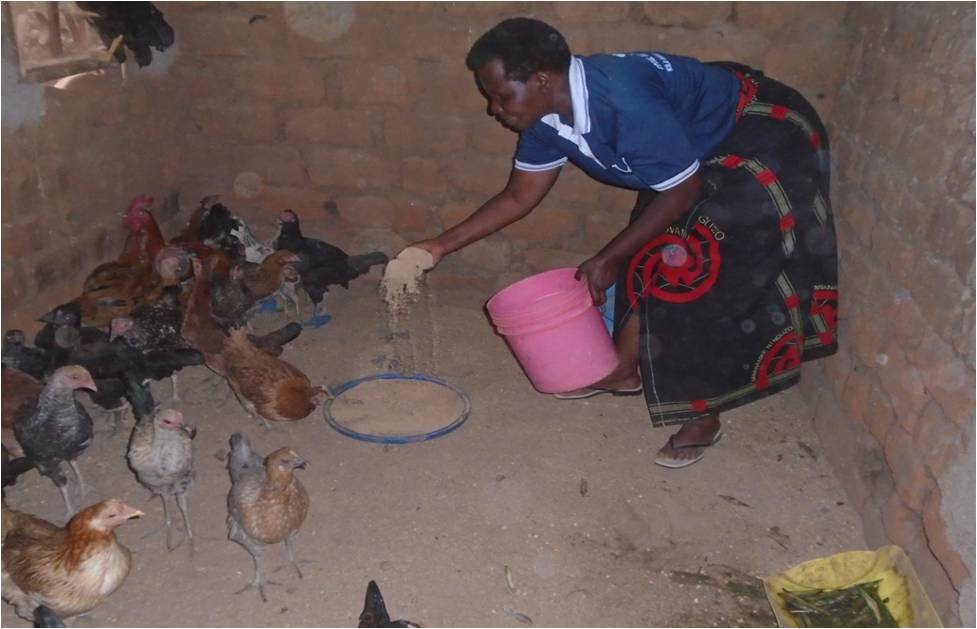 One of the women and youth group providing food to the chicken in her poultry project