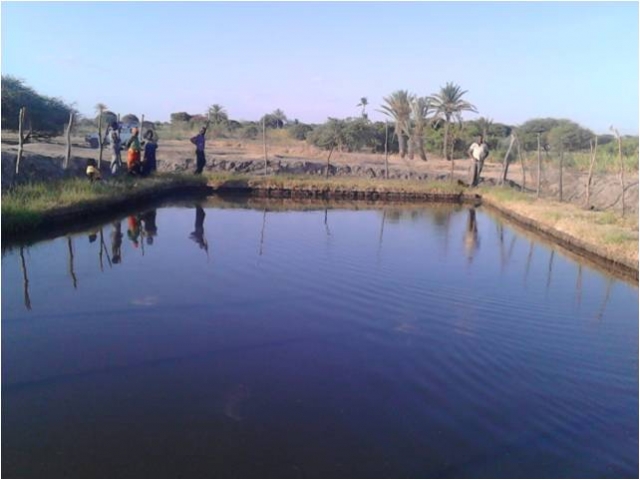 Fish pond in Kishapu district
