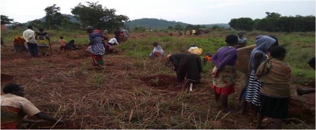 The exercise of planting of tree seedlings
