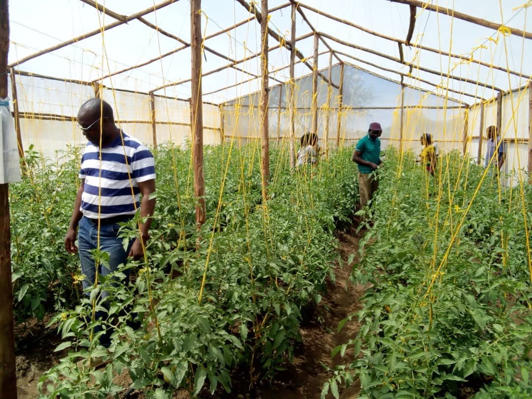 The mission learning how tomatoes are grown in Greenhouse in Unyanyembe village in Kishapu District