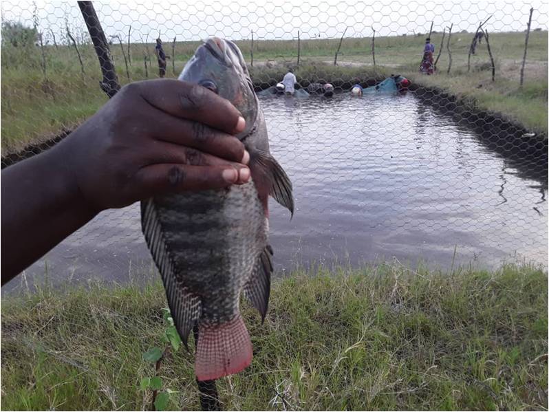 Tilapia Fishes harvested at Chemchemi Fish farming group at Nhobola Village Fishes.
