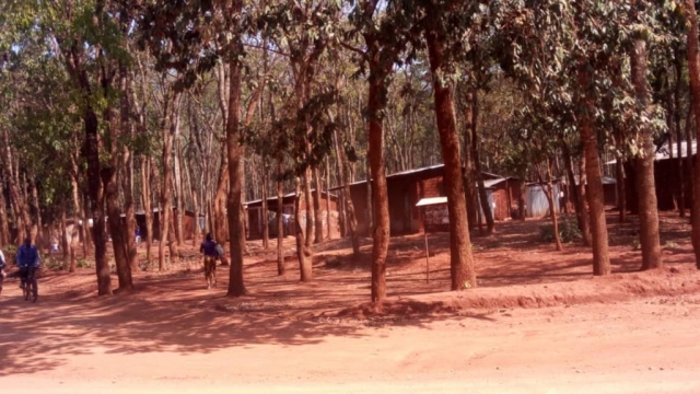 Natural forest conserved by REDESO in refugee camps with Refugees living shelters alocated within the forest.
