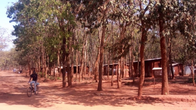 Natural forest conserved by REDESO in refugee camps with Refugees living shelters alocated within the forest.