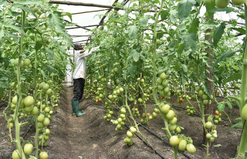 Mr. Thomas Nangi putting the tomatoes in proper ways in the greenhouse at Shagihilu village in Kishapu. 