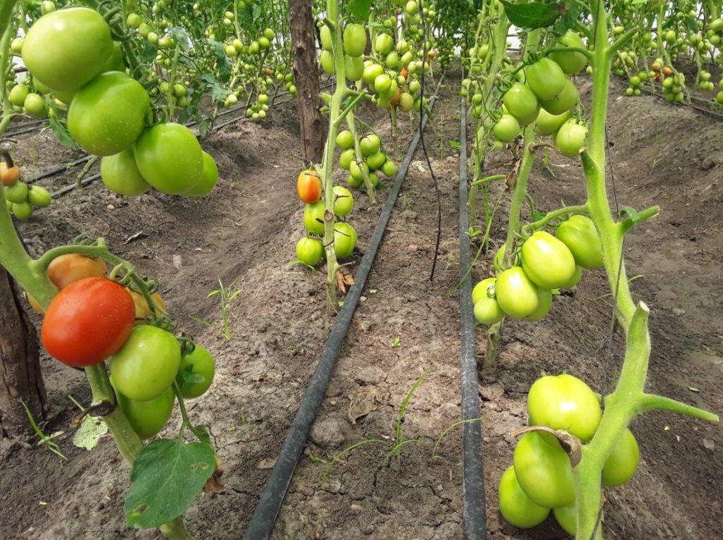 The flourishing tomatoes in the greenhouse at Shagihilu village in Kishapu. 