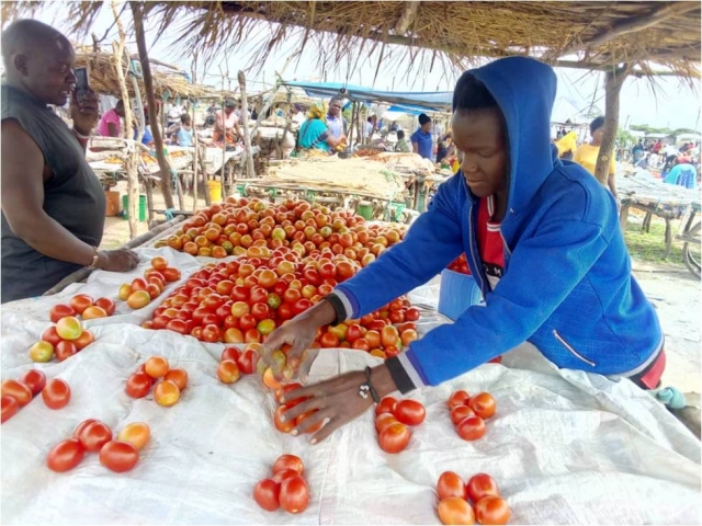 Selling of harvested Tomatoes grown in a Green house at Mhunze Local Market